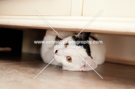 non pedigree cat under cupboard