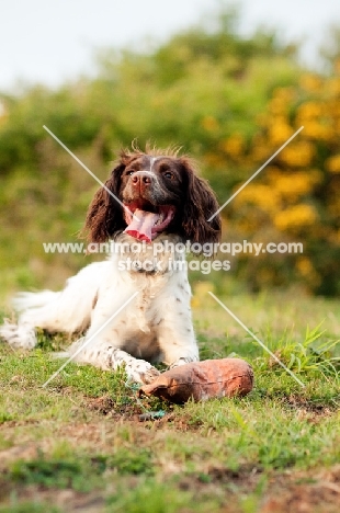 English Springer Spaniel