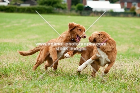 Nova Scotia Duck Tolling Retrievers playing in field