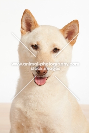 Shiba Inu in studio