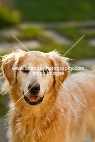 Golden Retriever portrait