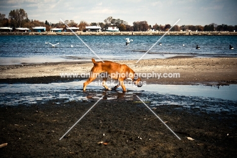 Boxer sniffing shore line