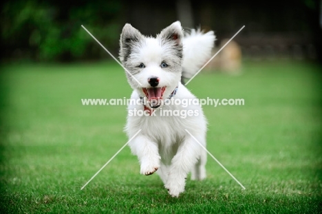 Westie cross bred