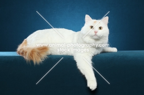 Turkish Van cat lying down