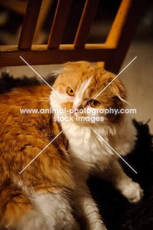 Scottish Fold cat on chair.