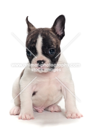 brindle and white Boston Terrier puppy sitting on white background