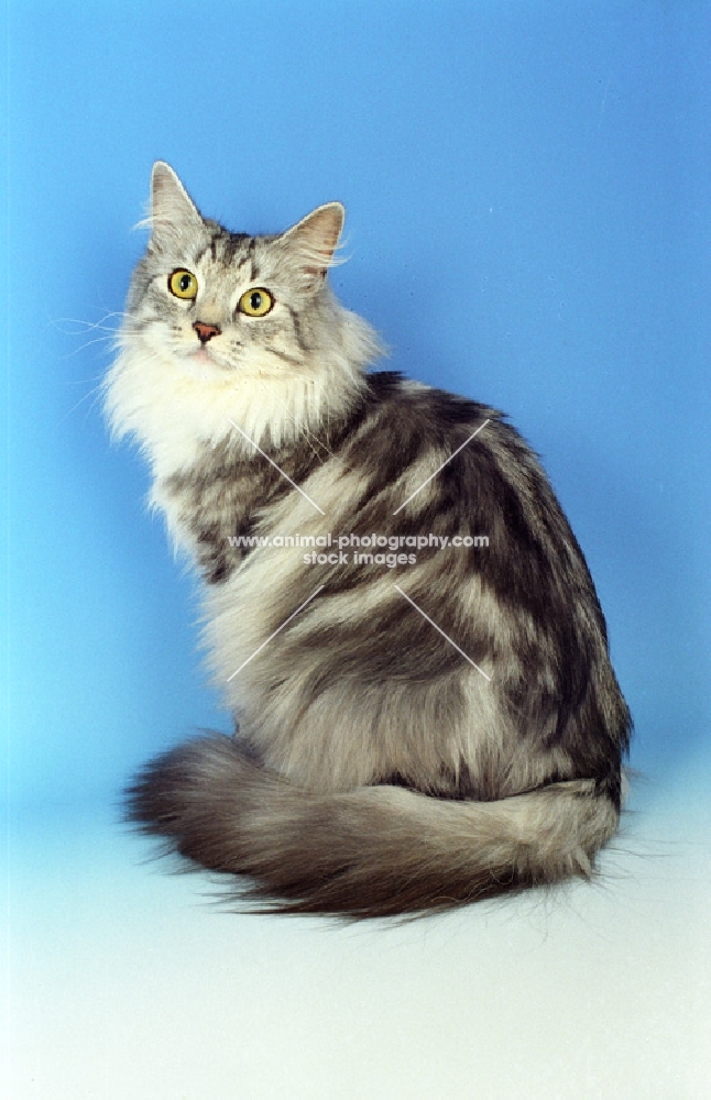 fluffy silver and white Norwegian Forest cat on blue background