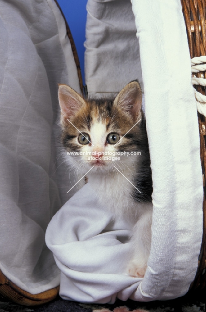 tortie and white kitten in a basket