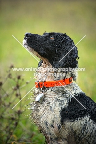 English Springer Spaniel sitting in a field