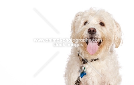 white mongrel dog portrait