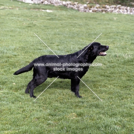 ch candlemas teal , side view of black labrador