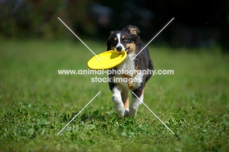 Tricolor australian shepherd puppy fetching frsibee