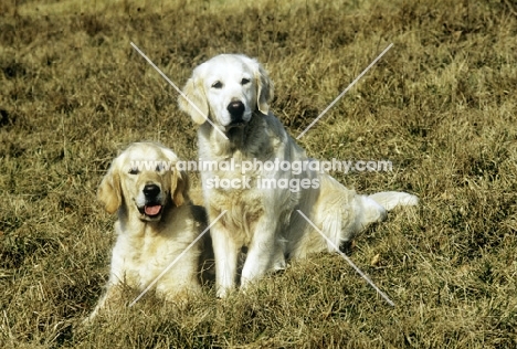 two champion golden retrievers on hillside at cranham