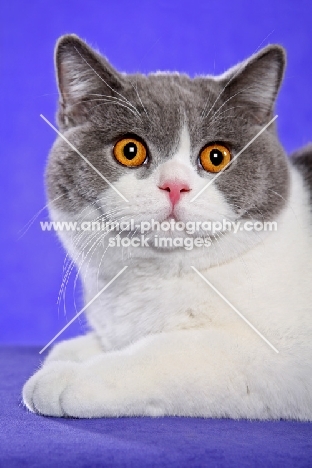 British Shorthair portrait on purple background