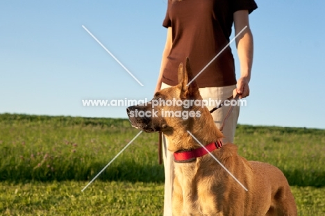 Cross bred dog in summer