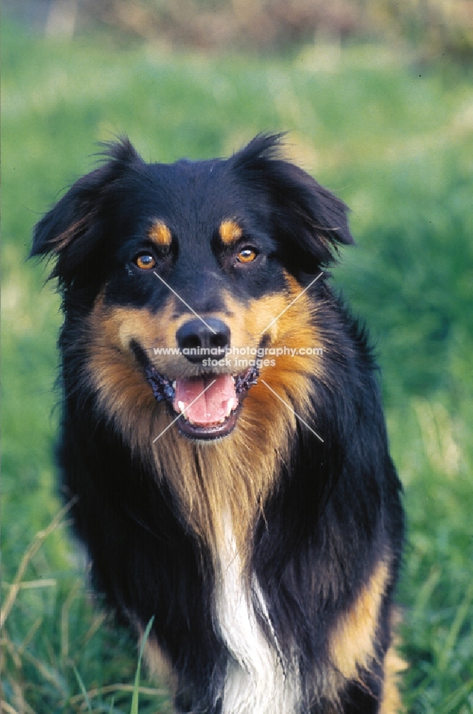 australian shepherd front view