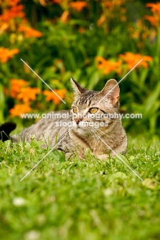 cat in garden