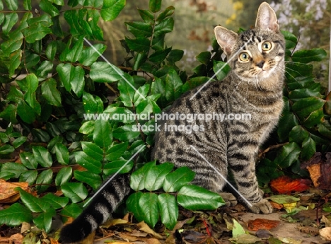 non pedigree cat amongst greenery