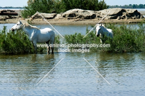 two camargue ponies standing in water