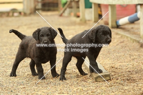 two black Labrador puppies