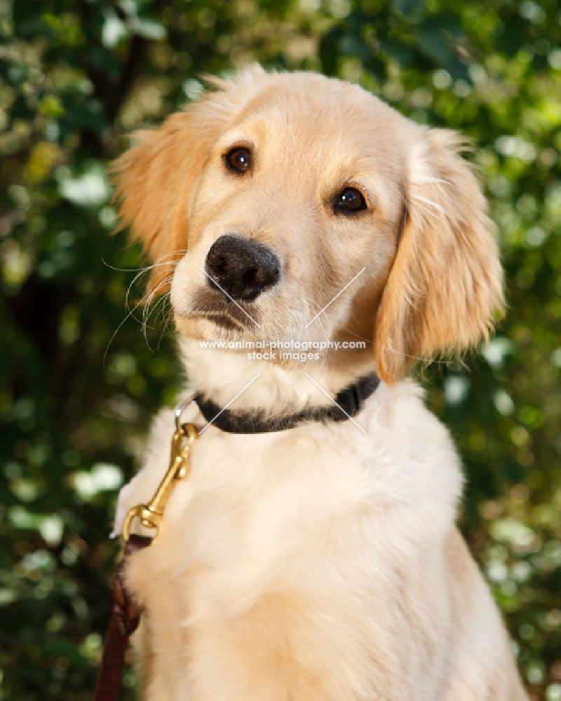 Golden Retriever puppy portrait