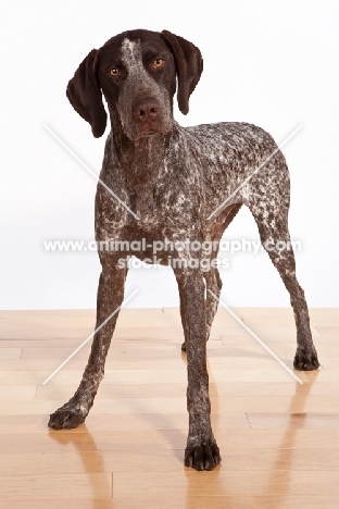 liver and white German Shorthaired Pointer standing on wooden floor