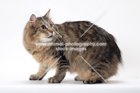 Tailless non pedigree cat, Brown Mackerel Tabby 