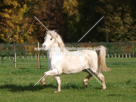 Welsh Mountain Pony (Section A) running