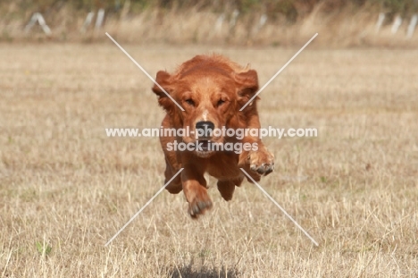 Golden retriever running at full speed