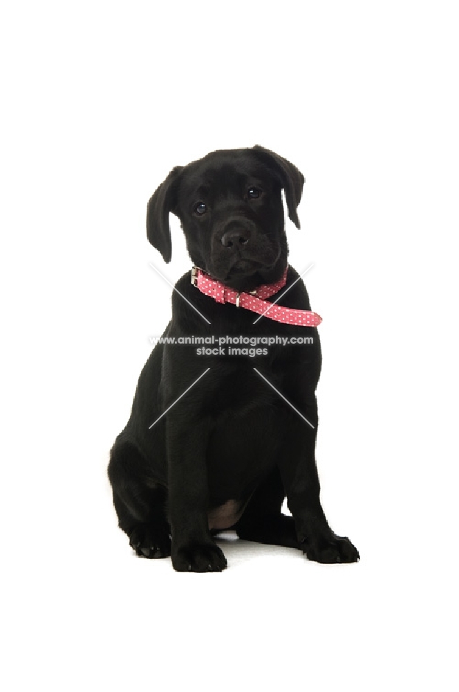 black labrador retriever sitting on a white background