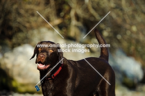 Chocolate Lab on shore.