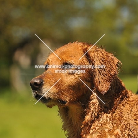 wet Golden Retriever