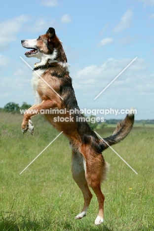 Border Collie jumping up, side view