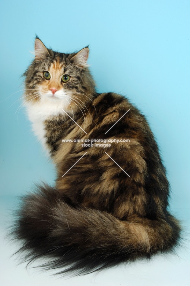 brown tortie and white norwegian forest cat