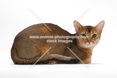 ruddy coloured abyssinian lying down on white background