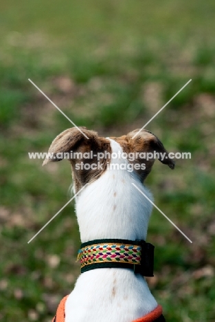 Lurcher back view