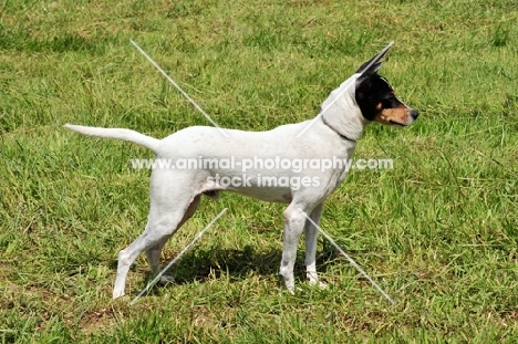 Andalusian Rat Hunting Dog (aka Perro Ratonero Andaluz, Ratonero Bodeguero)