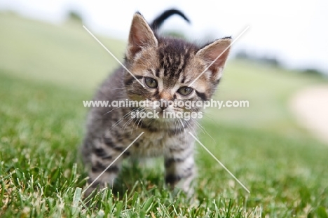 household kitten on grass