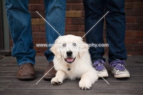 Golden retriever puppy lying between owners' legs.