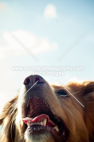 Nova Scotia Duck Tolling Retriever close up