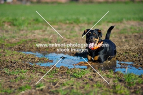 black and tan mongrel dog resting in a puddle in a field