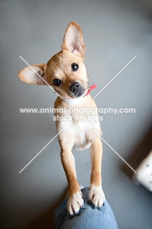 chihuahua mix with front paws up on owner's leg