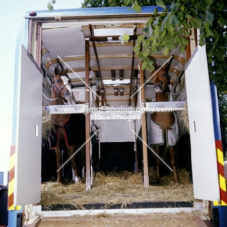 two ponies in horse box
