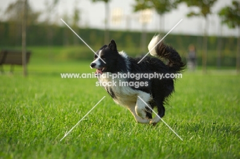 black and white border collie running free in a park