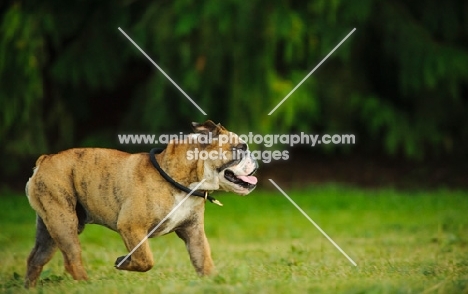 Bulldog, side view, walking on grass