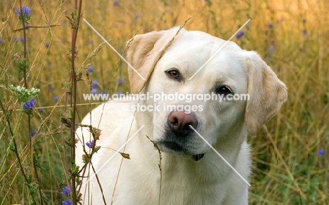 yellow labrador in tall grasses