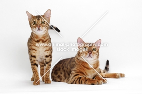 two Bengals, one lying, one standing