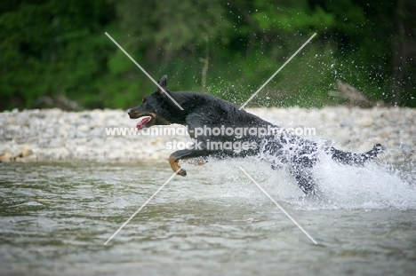 Happy Beauceron jumping in the water