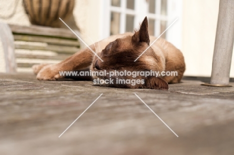 Burmese sunbathing