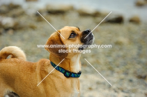 Puggle (pug cross beagle, hybrid dog)